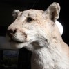 A mountain lion awaits a touch-up at the American Museum of Natural History.